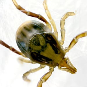 Lyme-like bacteria found in Australian paralysis tick