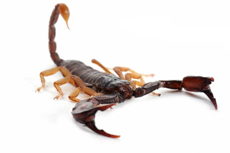 brown scorpion stings