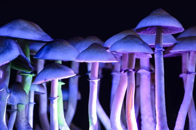 Hallucinogens: what are they?