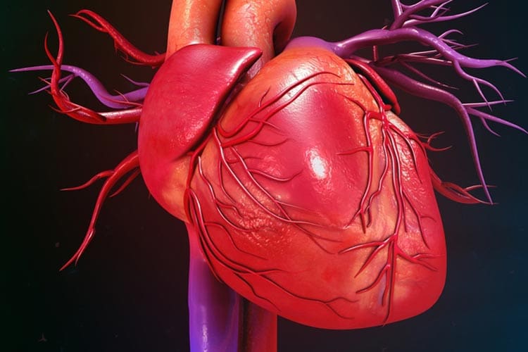 Heart: how your heart pumps blood around your body