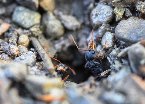 jack jumper ants