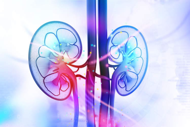 Kidneys and how they work