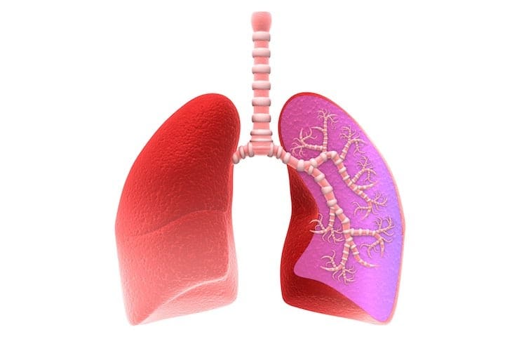 Lungs and breathing