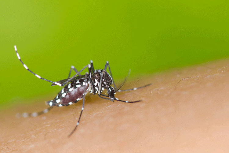 Mosquito-borne diseases and prevention