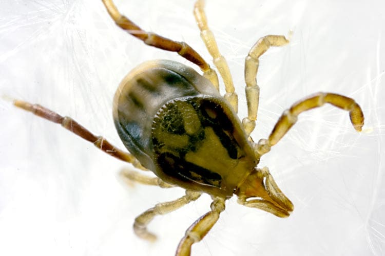 Tick removal: First aid and prevention