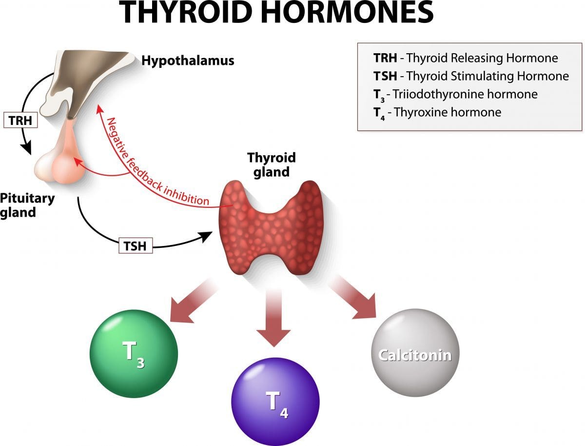 thyroid hormones feedback to the hypothalamus and pituitary gland