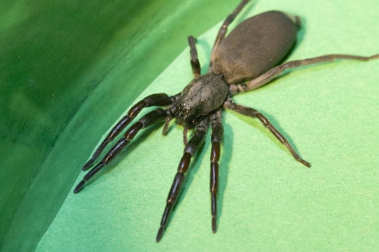 Warmer weather brings white-tail spiders out to play
