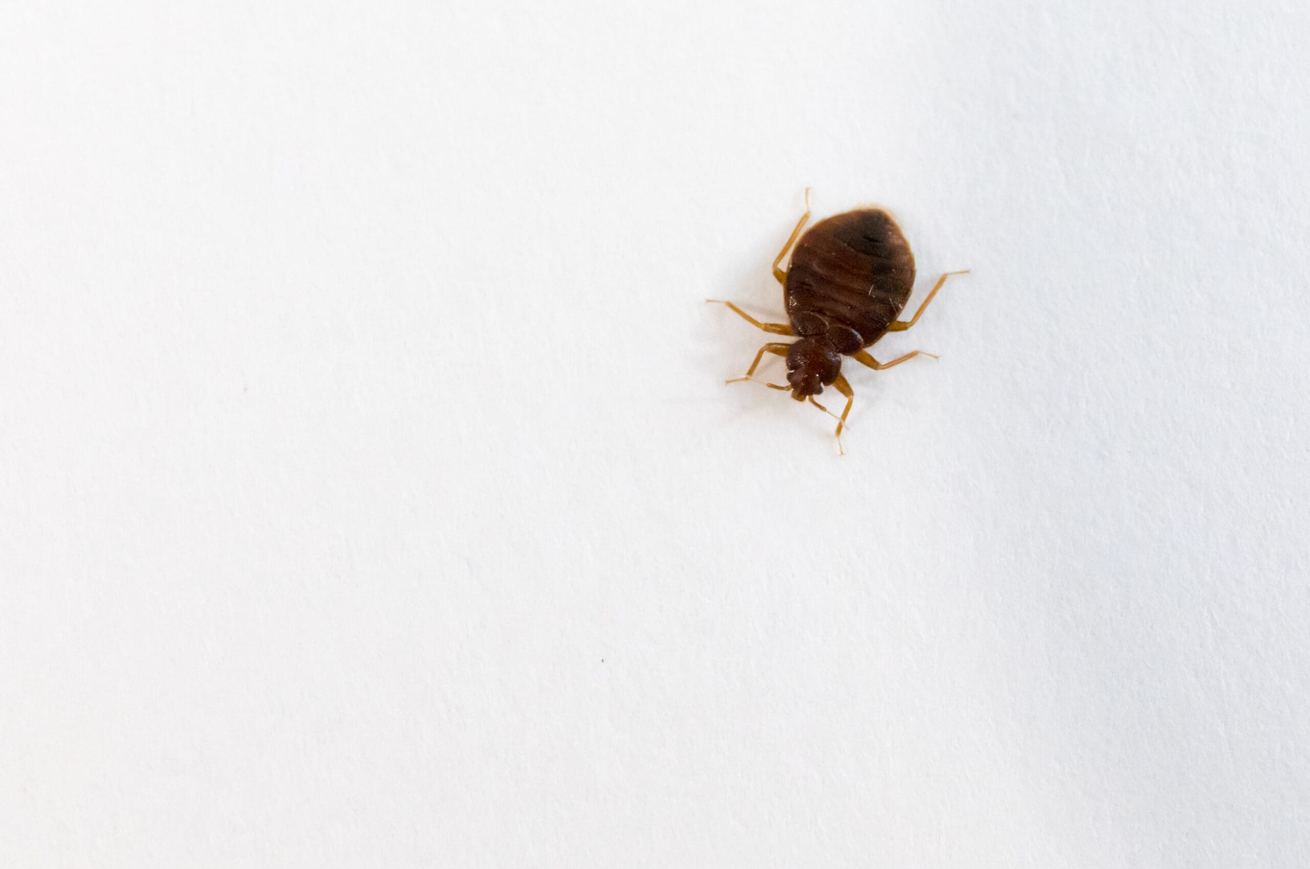 Bed bugs and bites, explained