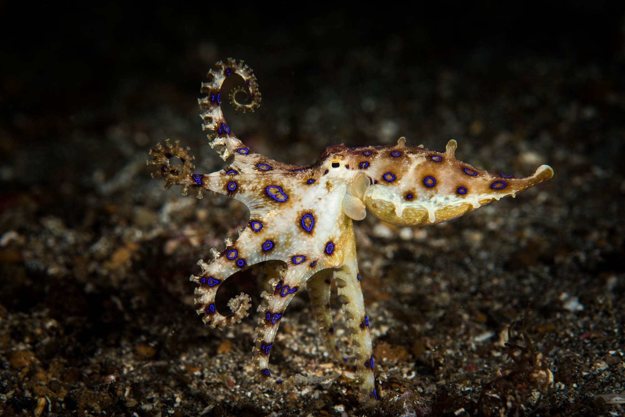 First aid for bites and stings: Blue-ringed octopus