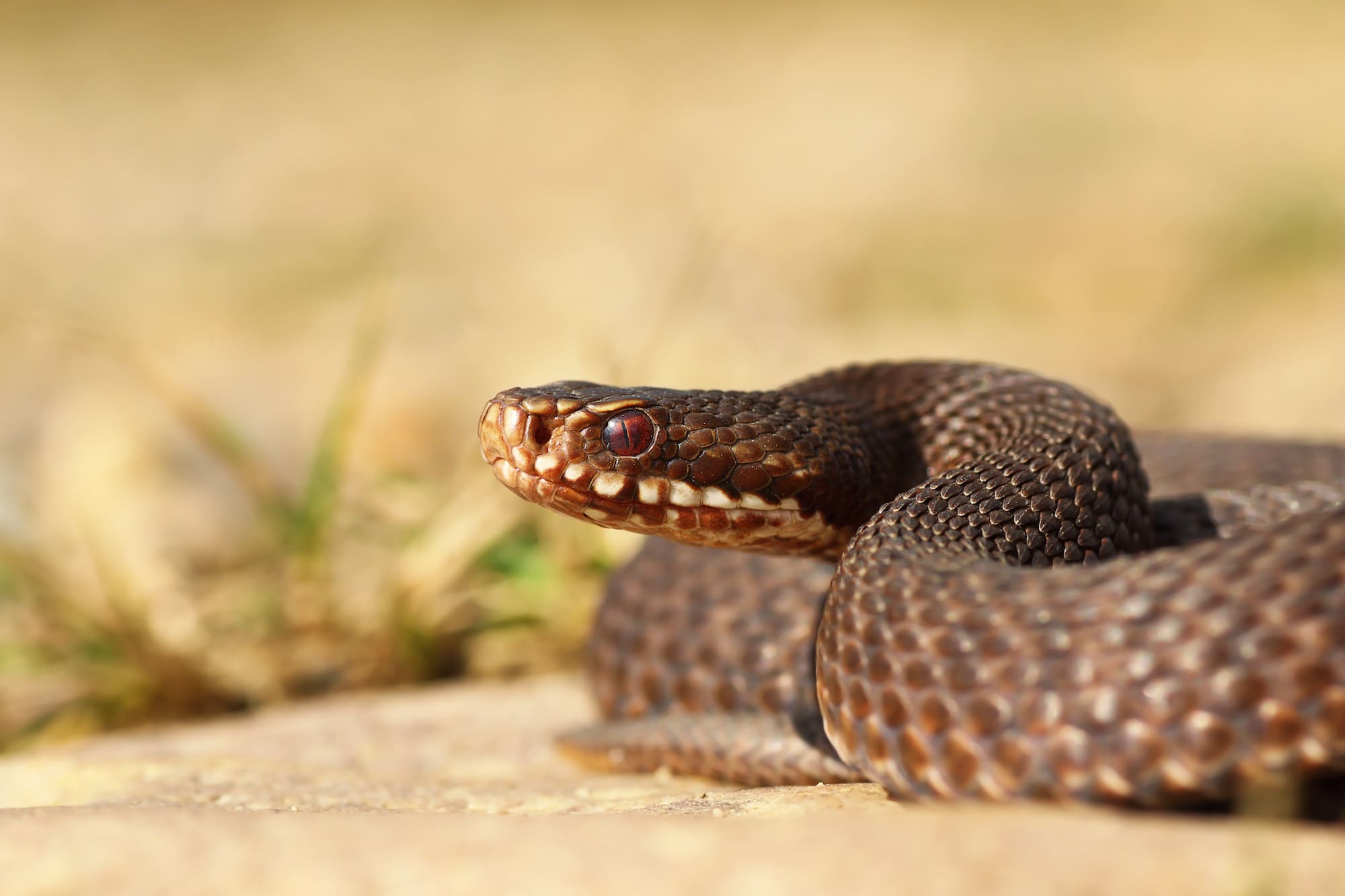 First aid for bites and stings: Snakes