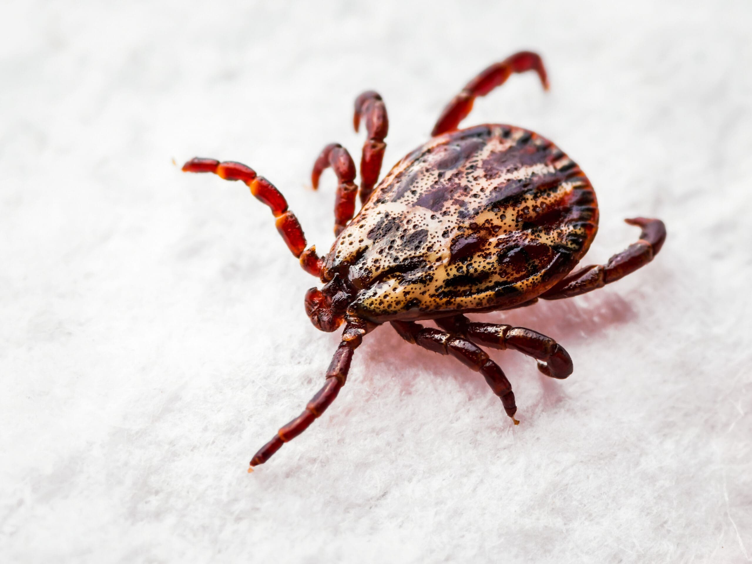 First aid for bites and stings: Paralysis tick