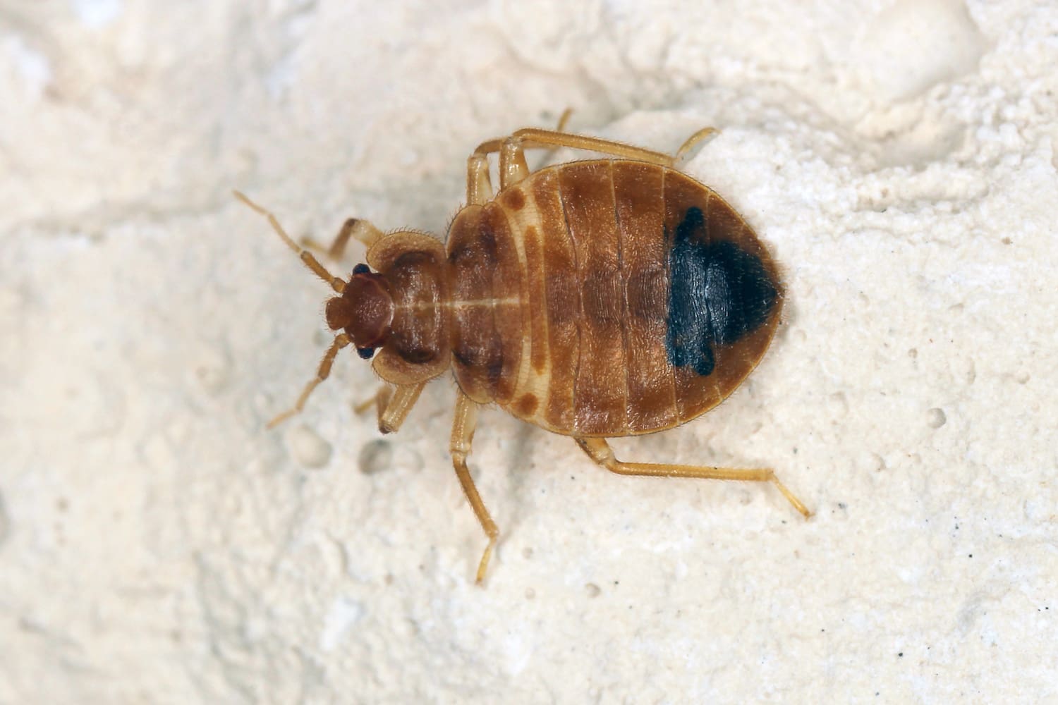What are Bed Bugs? Dr. Norman Swan