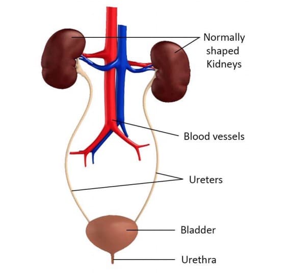 normal urinary system