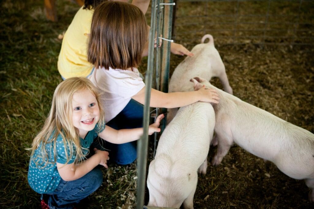 animals at petting zoos can transmit salmonella