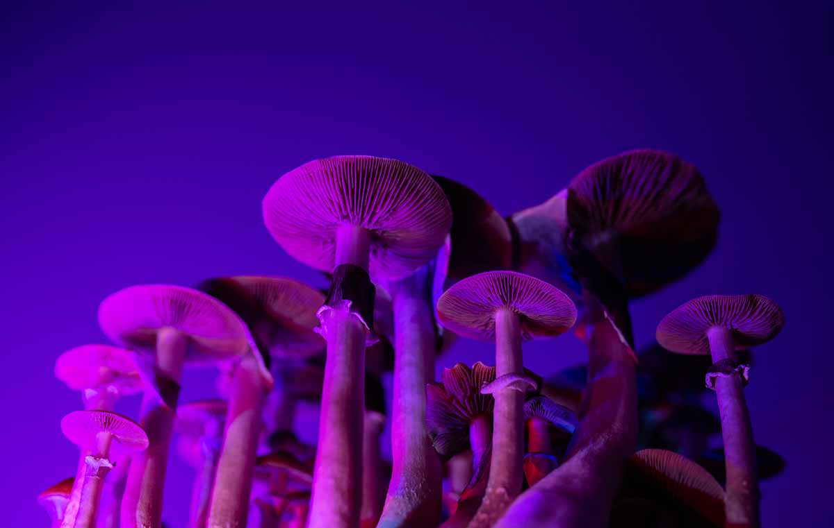 psychedelic psilocybin mushrooms